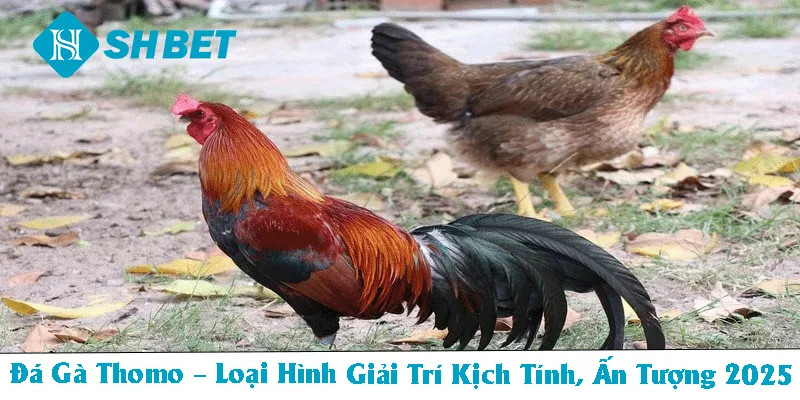 Đà gà thomo thumb